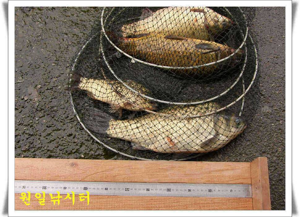 의암호 원일조황 (유료터정보 - 유료터점주조황)
