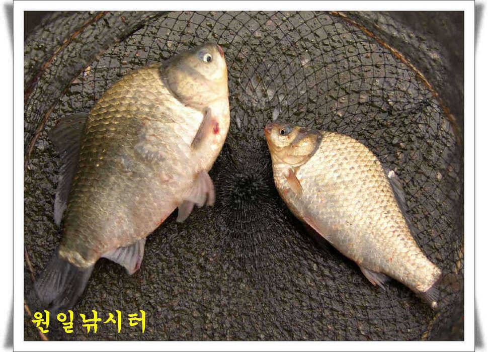 의암호 원일조황 (유료터정보 - 유료터점주조황)
