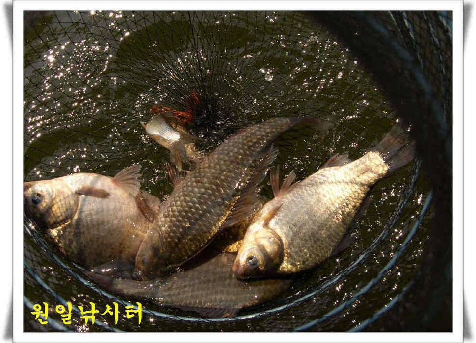 의암호 원일조황 (유료터정보 - 유료터점주조황)