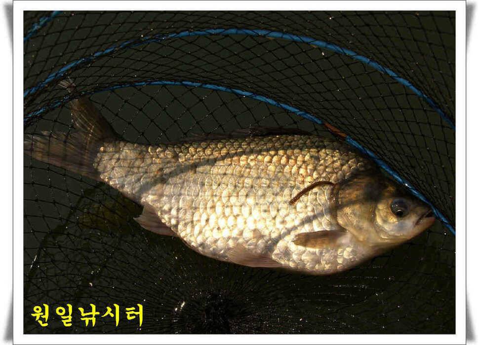 의암호 원일조황 (유료터정보 - 유료터점주조황)