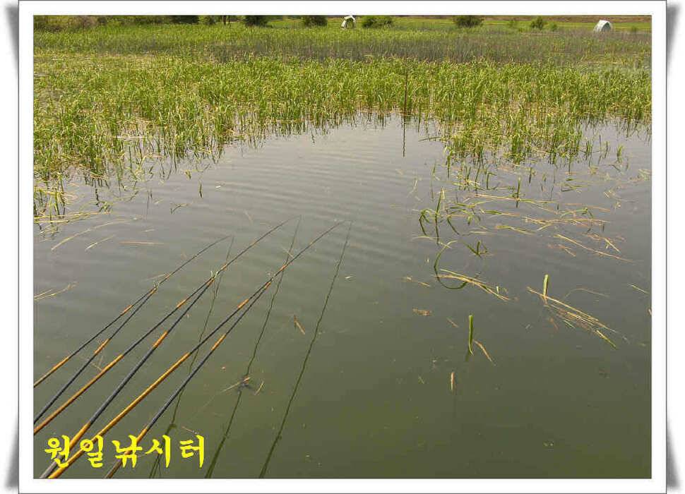 의암호 원일조황 (유료터정보 - 유료터점주조황)