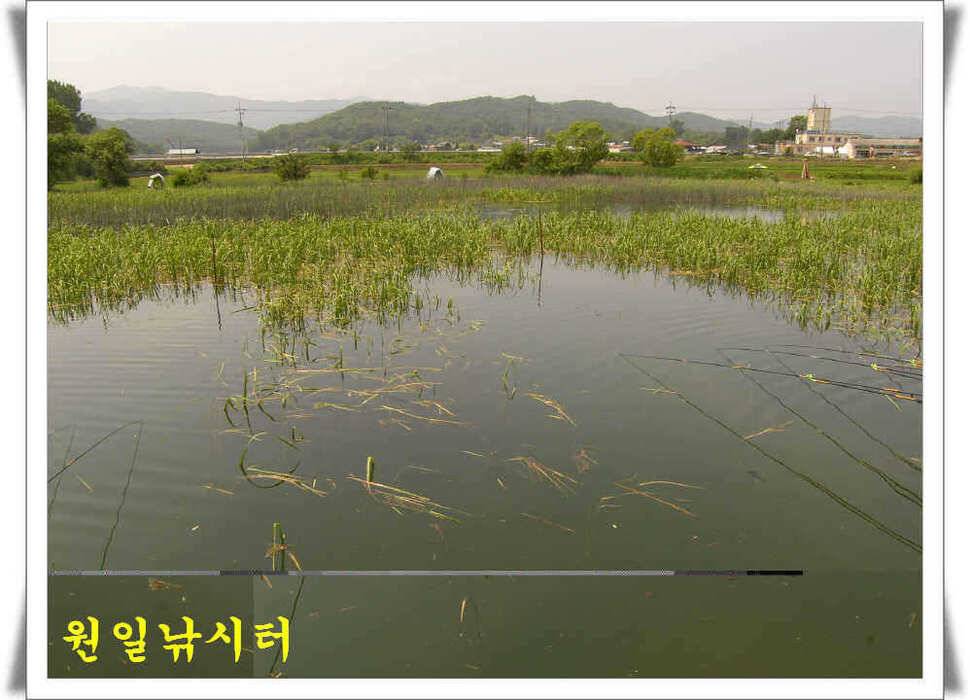 의암호 원일조황 (유료터정보 - 유료터점주조황)