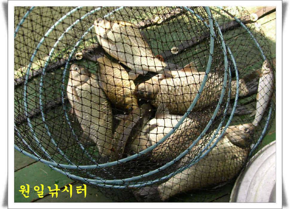의암호 원일조황 (유료터정보 - 유료터점주조황)