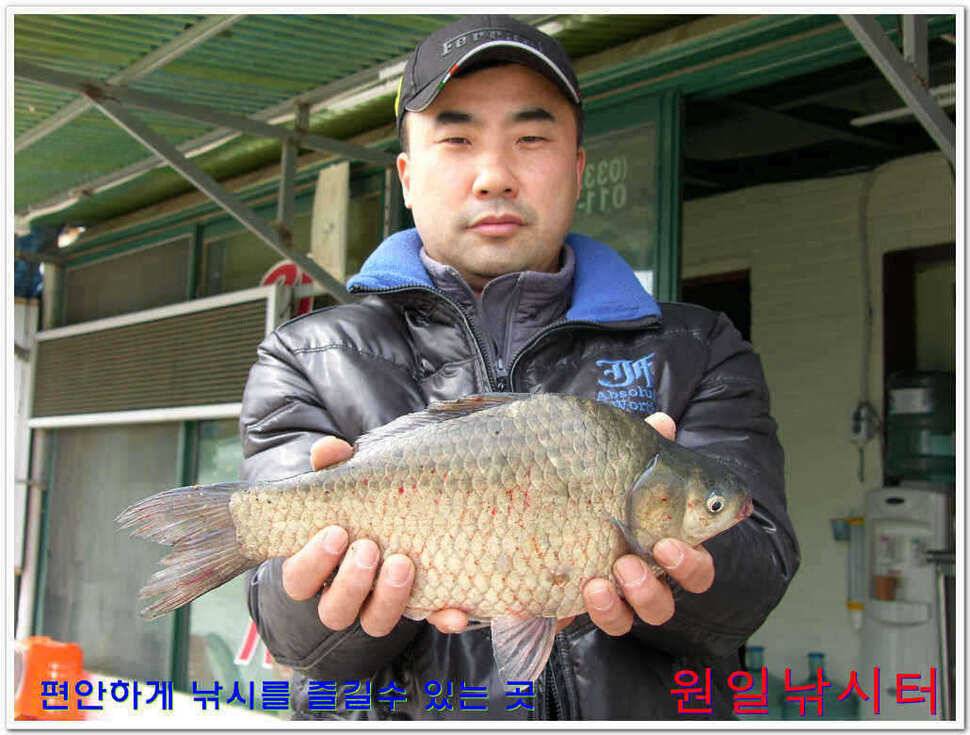 원일낚시터 조황 (유료터정보 - 유료터점주조황)