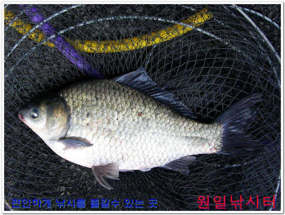 원일낚시터 조황 (유료터정보 - 유료터점주조황)