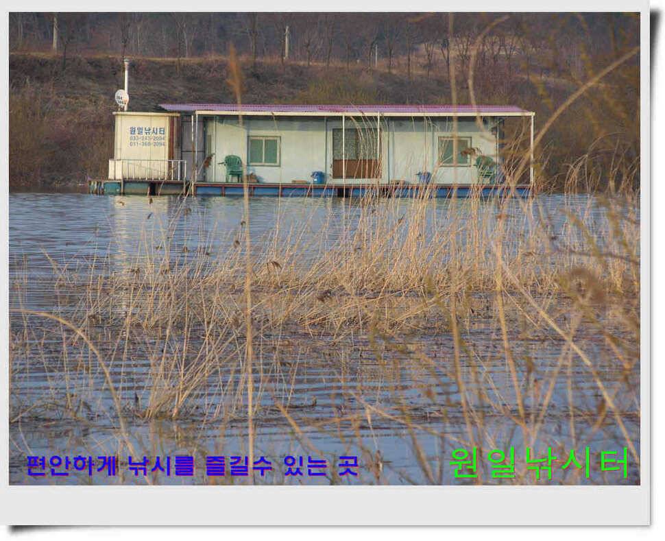 추운날 원일낚시터 조황 (유료터정보 - 유료터점주조황)