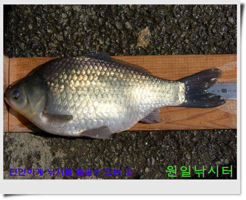 추운날 원일낚시터 조황 (유료터정보 - 유료터점주조황)