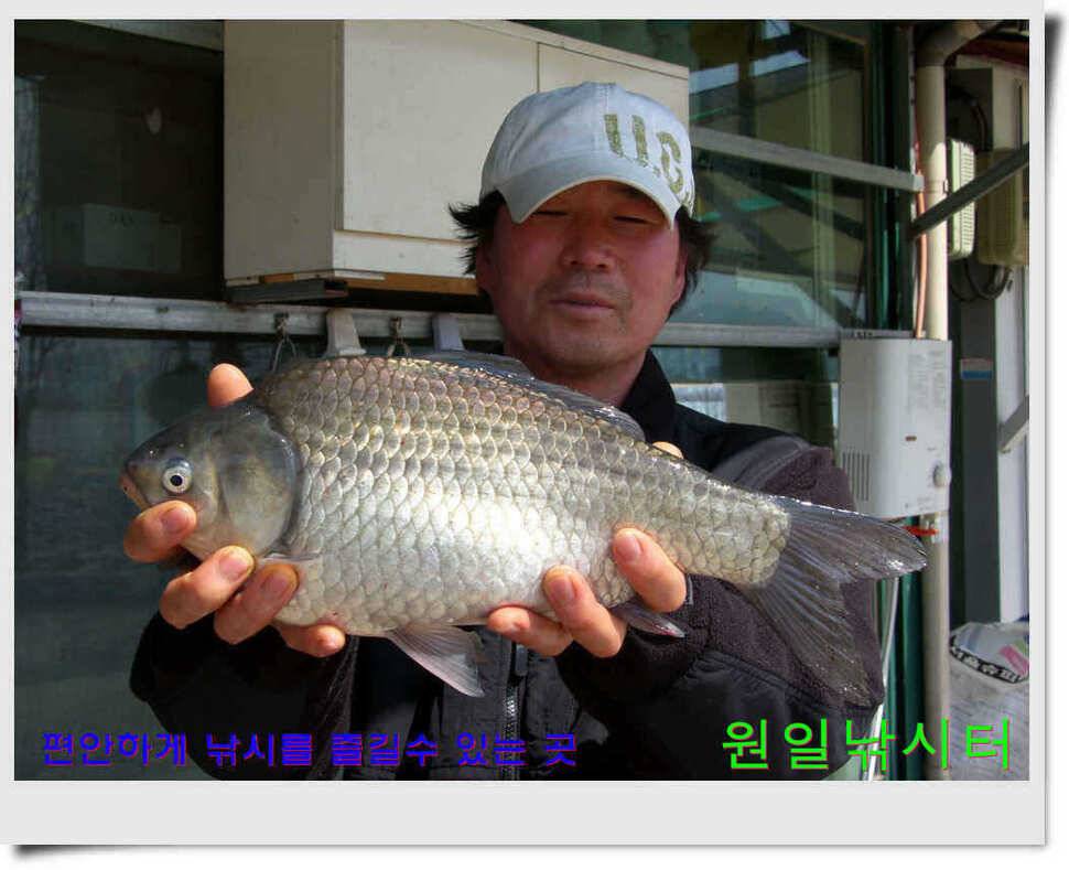 추운날 원일낚시터 조황 (유료터정보 - 유료터점주조황)