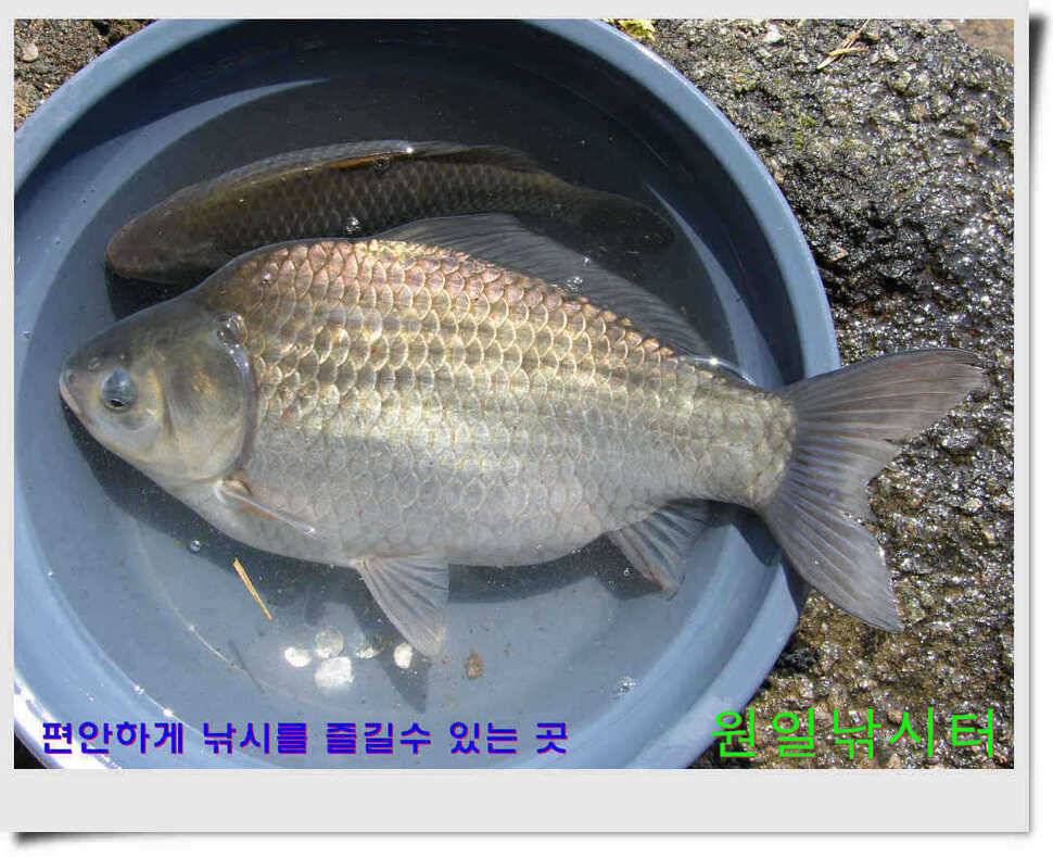 추운날 원일낚시터 조황 (유료터정보 - 유료터점주조황)