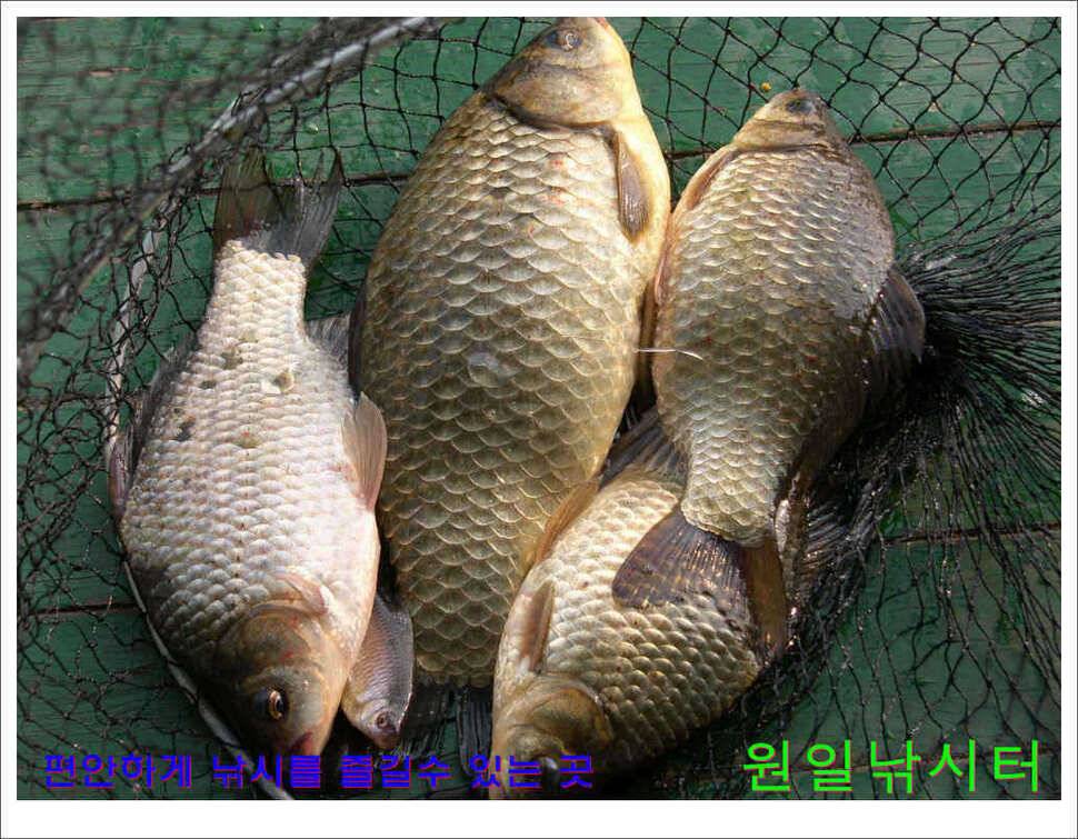 의암호 원일낚시터 조황정보 (유료터정보 - 유료터점주조황)