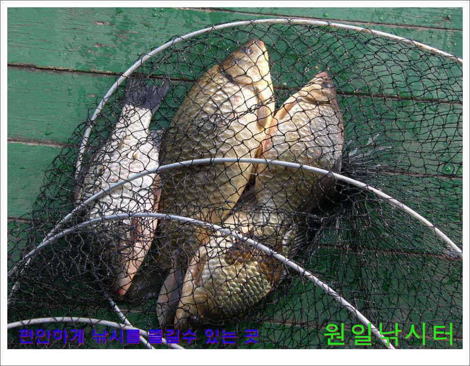 의암호 원일낚시터 조황정보 (유료터정보 - 유료터점주조황)
