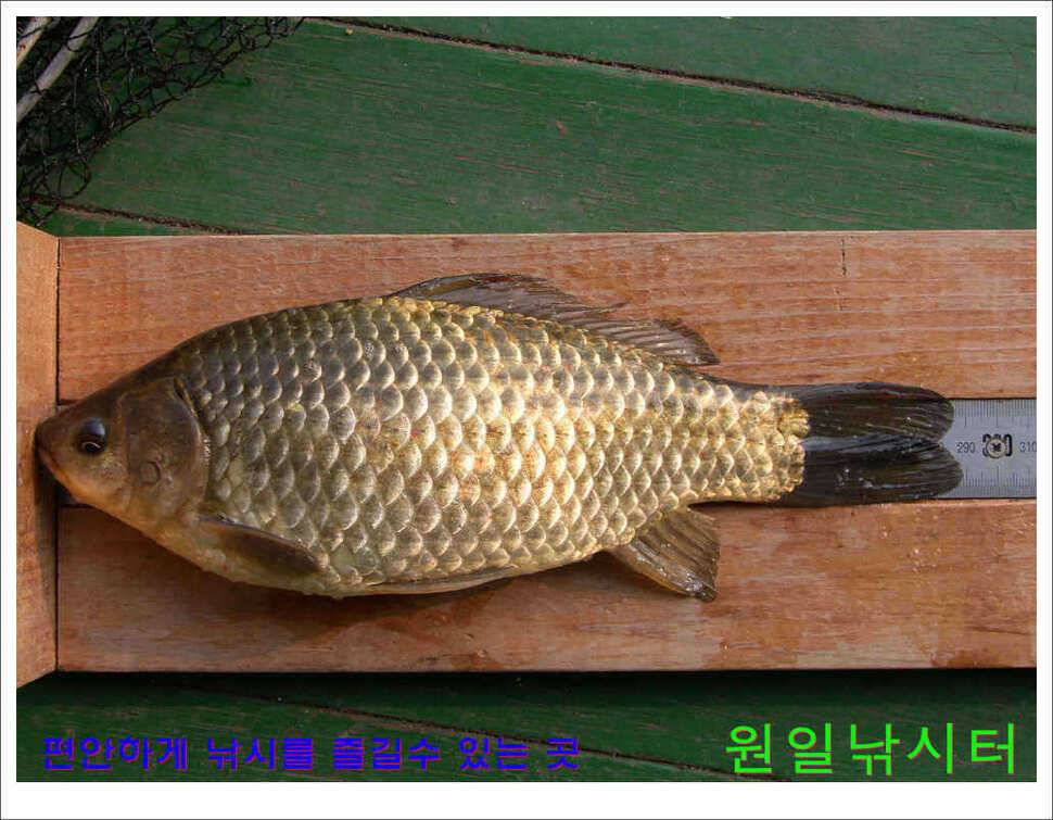 의암호 원일낚시터 조황정보 (유료터정보 - 유료터점주조황)