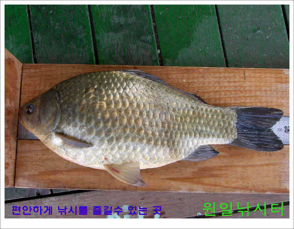 의암호 원일낚시터 조황정보 (유료터정보 - 유료터점주조황)