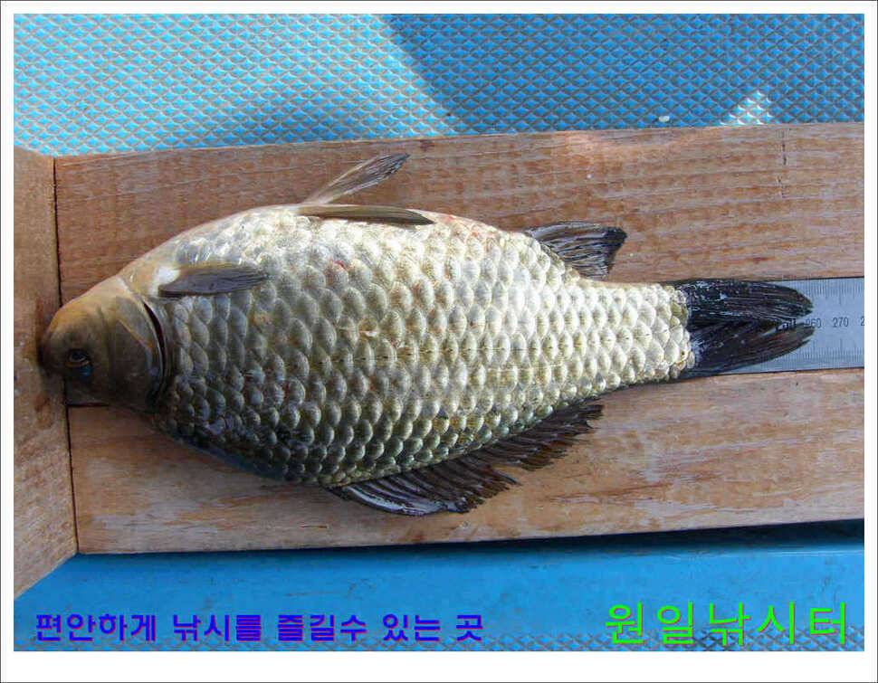 의암호 원일낚시터 조황정보 (유료터정보 - 유료터점주조황)