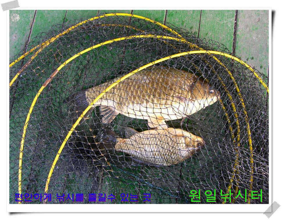 원일낚시터 조황 (유료터정보 - 유료터점주조황)