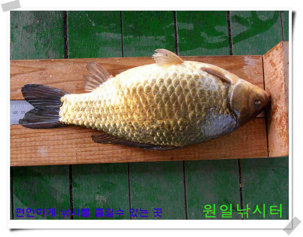 원일낚시터 조황 (유료터정보 - 유료터점주조황)