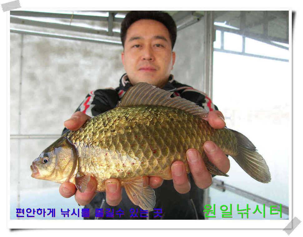 원일낚시터 조황 (유료터정보 - 유료터점주조황)