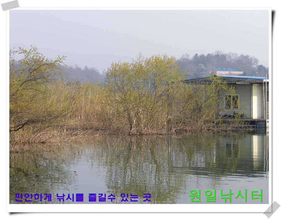 원일낚시터 조황 (유료터정보 - 유료터점주조황)