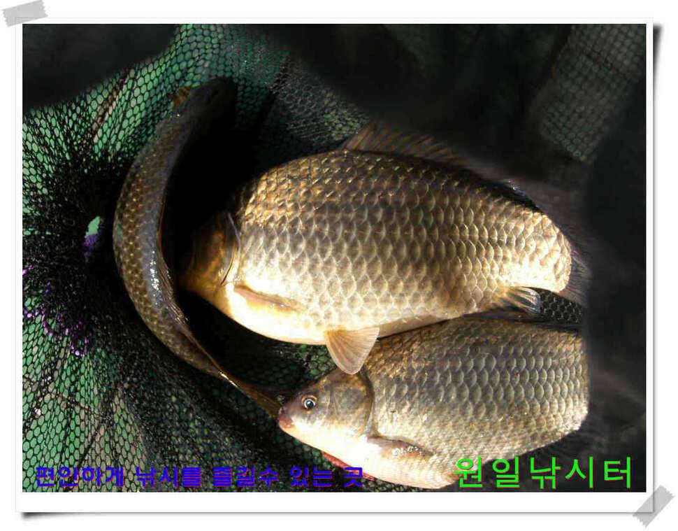 원일낚시터 조황 (유료터정보 - 유료터점주조황)