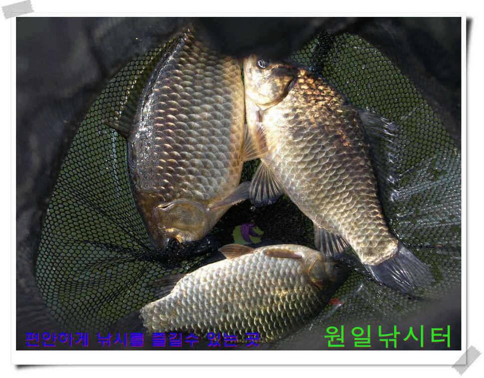 원일낚시터 조황 (유료터정보 - 유료터점주조황)