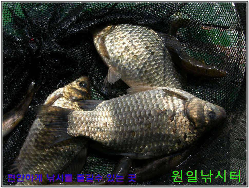 떡붕어 보이기 시작 (유료터정보 - 유료터점주조황)