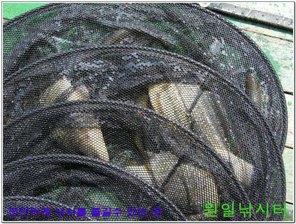 떡붕어 보이기 시작 (유료터정보 - 유료터점주조황)