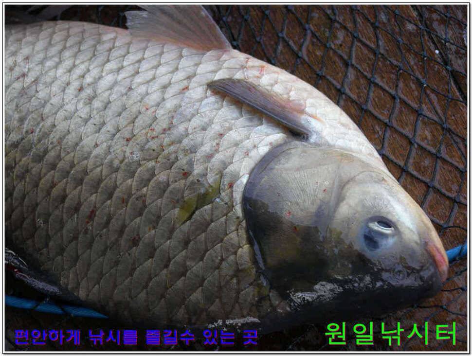 떡붕어 보이기 시작 (유료터정보 - 유료터점주조황)