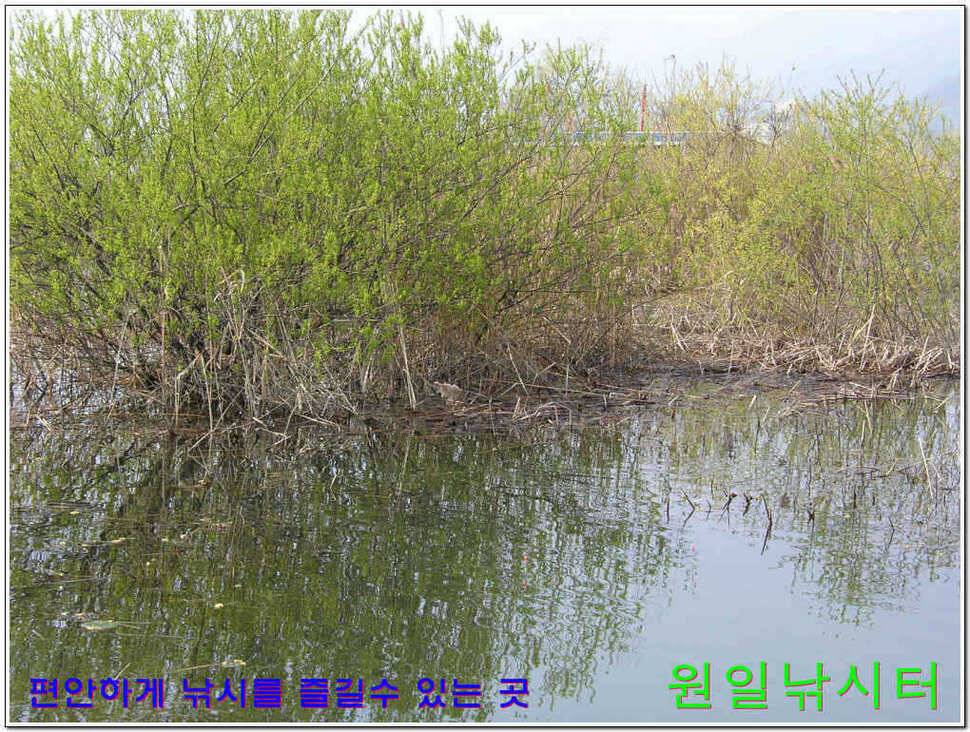 떡붕어 보이기 시작 (유료터정보 - 유료터점주조황)