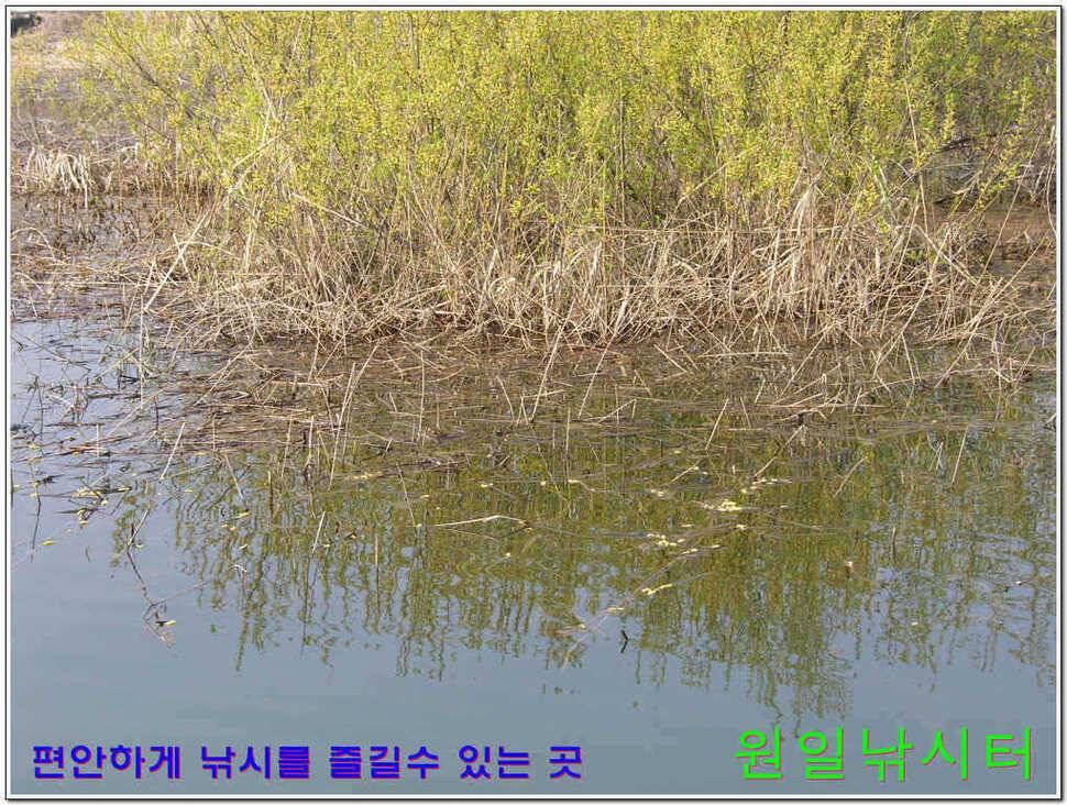 떡붕어 보이기 시작 (유료터정보 - 유료터점주조황)