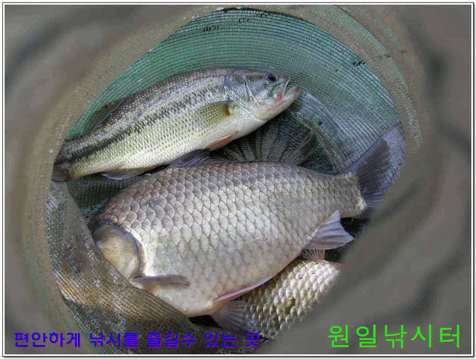 떡붕어 보이기 시작 (유료터정보 - 유료터점주조황)