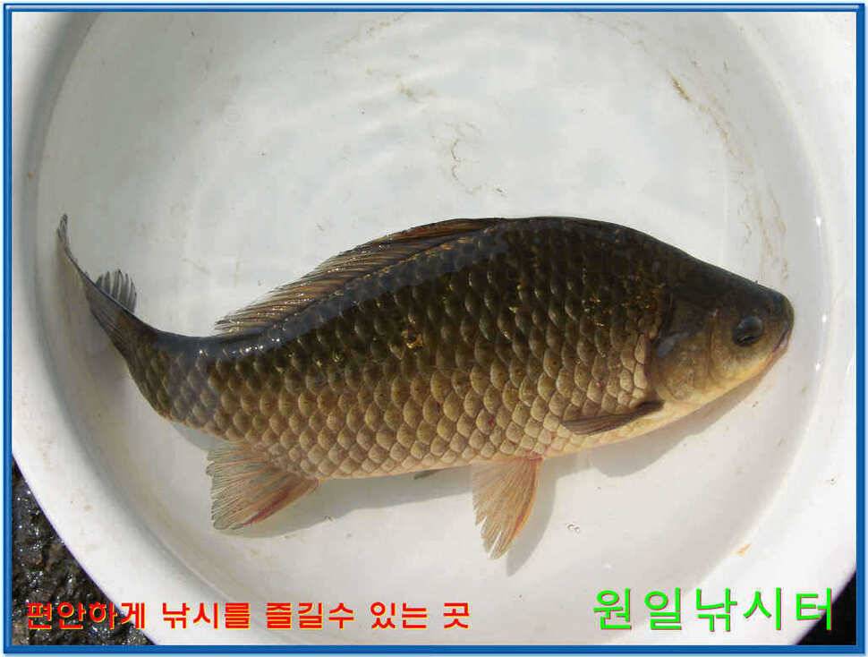 원일낚시터 조황 (유료터정보 - 유료터점주조황)