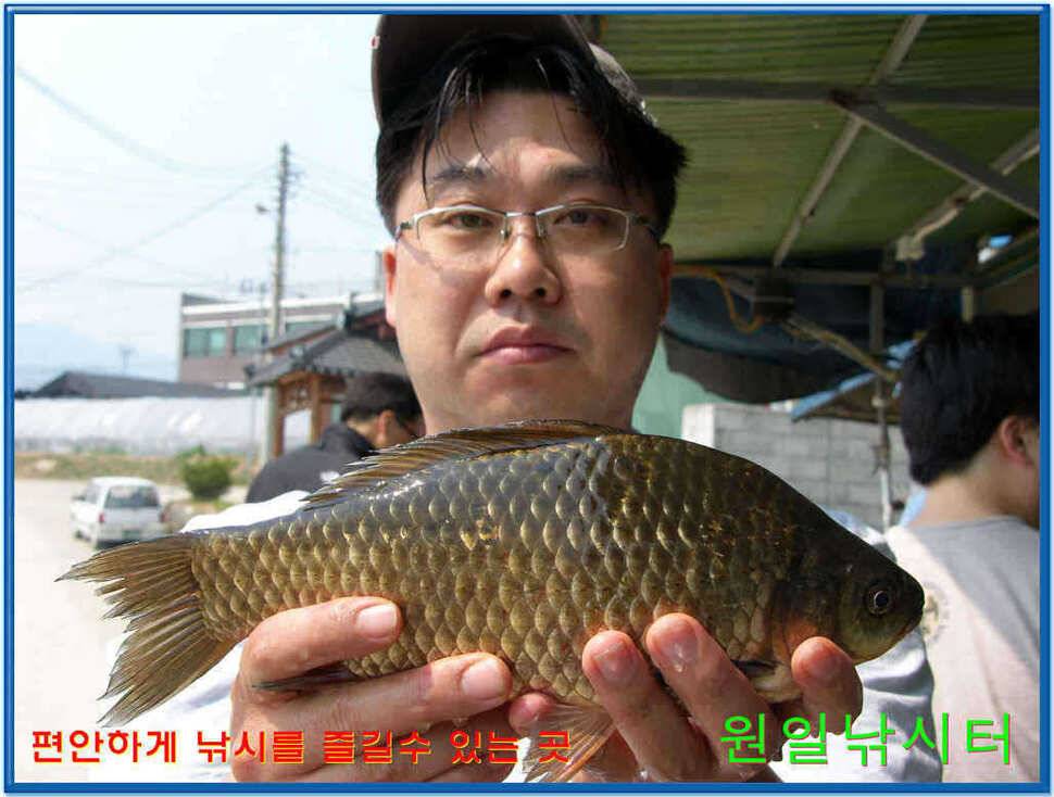 원일낚시터 조황 (유료터정보 - 유료터점주조황)