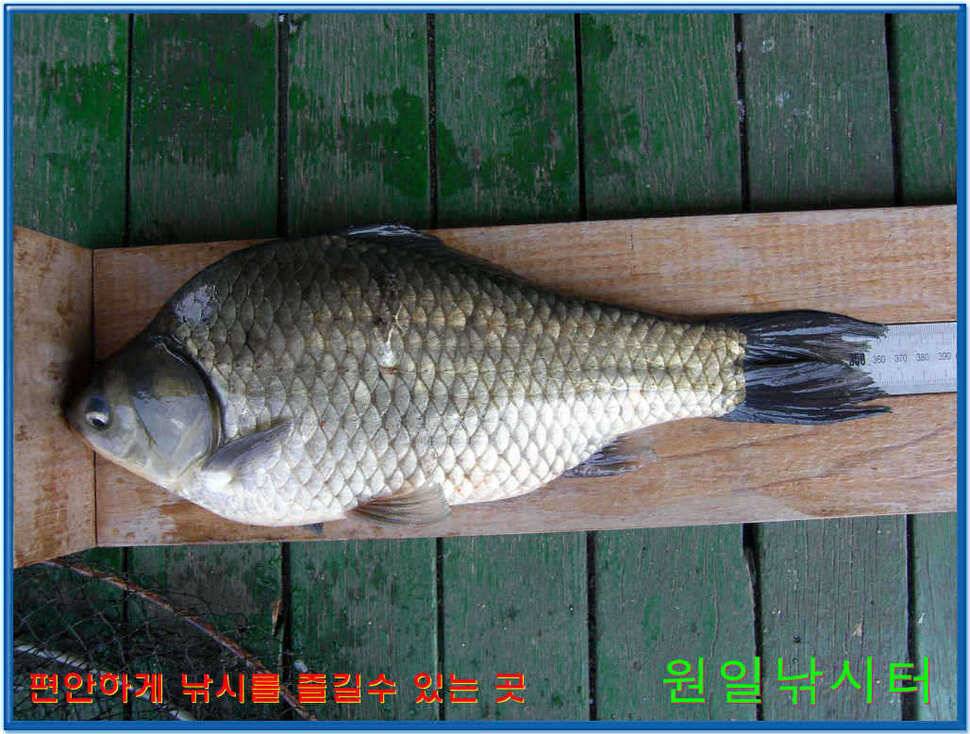 원일낚시터 조황 (유료터정보 - 유료터점주조황)