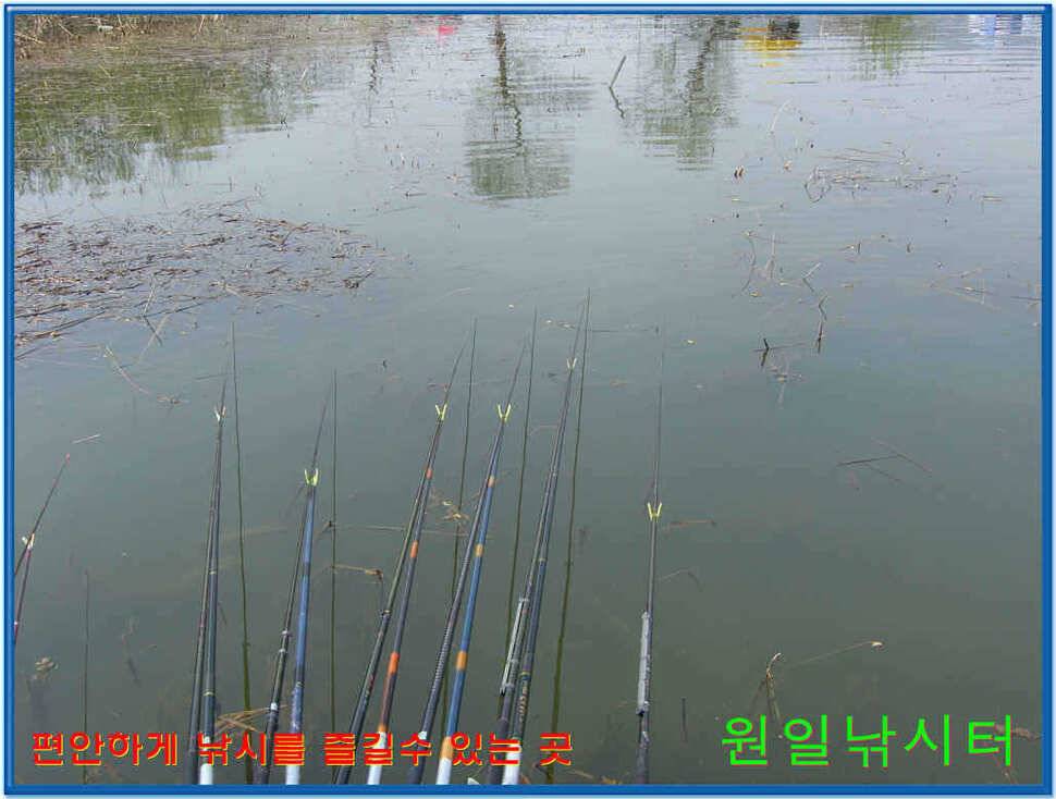 원일낚시터 조황 (유료터정보 - 유료터점주조황)