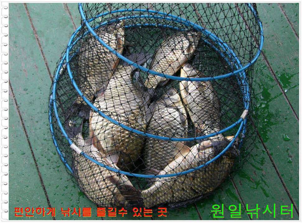 일요일 월요일조황 (유료터정보 - 유료터점주조황)