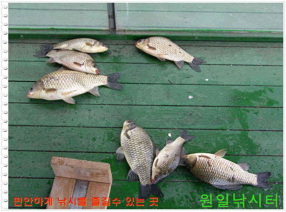 일요일 월요일조황 (유료터정보 - 유료터점주조황)