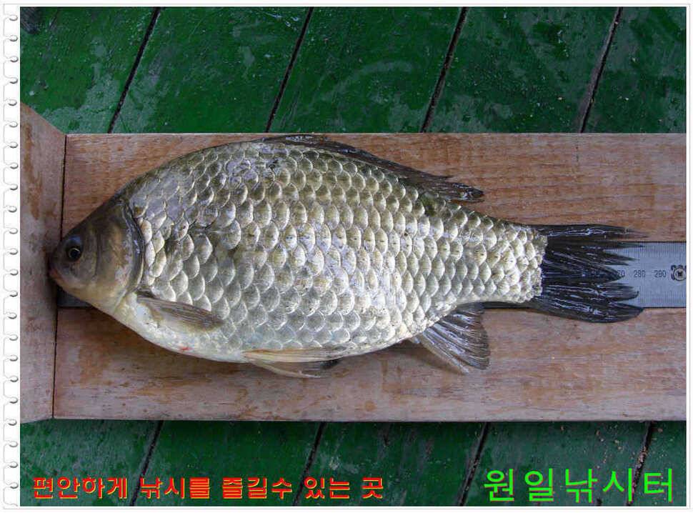 일요일 월요일조황 (유료터정보 - 유료터점주조황)