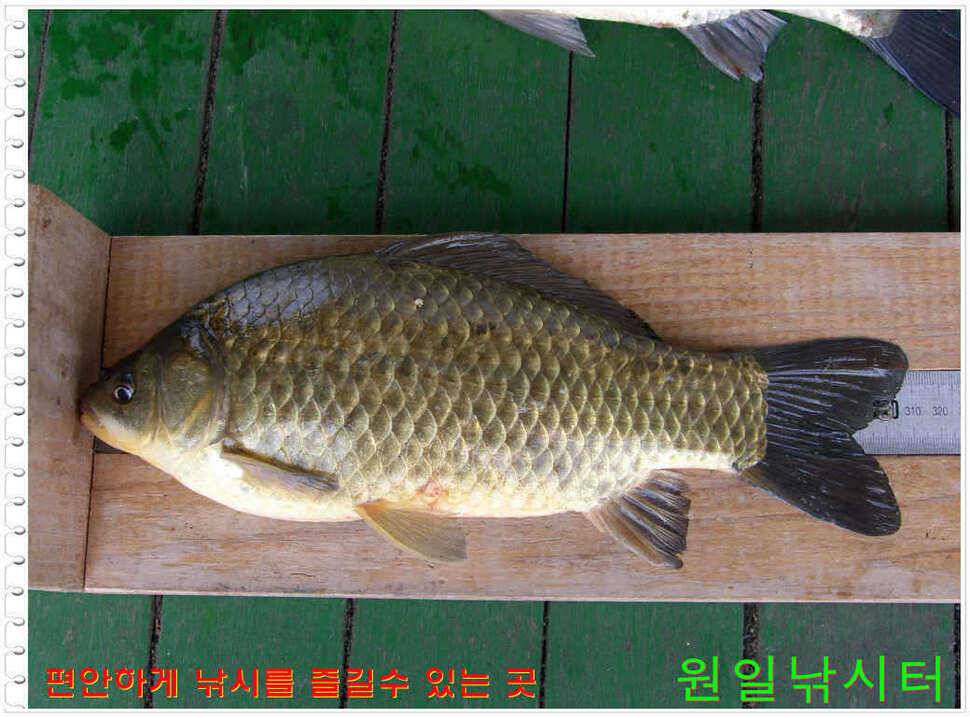 일요일 월요일조황 (유료터정보 - 유료터점주조황)