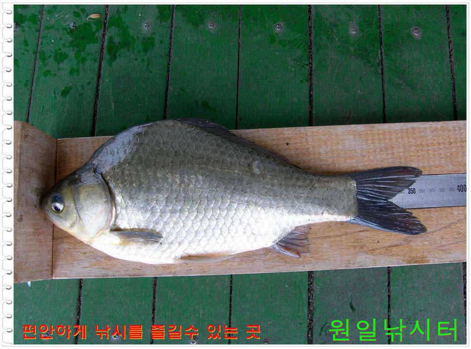 일요일 월요일조황 (유료터정보 - 유료터점주조황)
