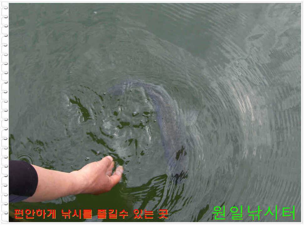 일요일 월요일조황 (유료터정보 - 유료터점주조황)
