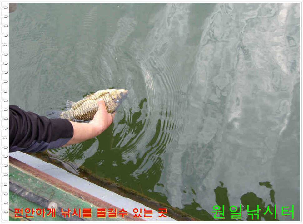 일요일 월요일조황 (유료터정보 - 유료터점주조황)