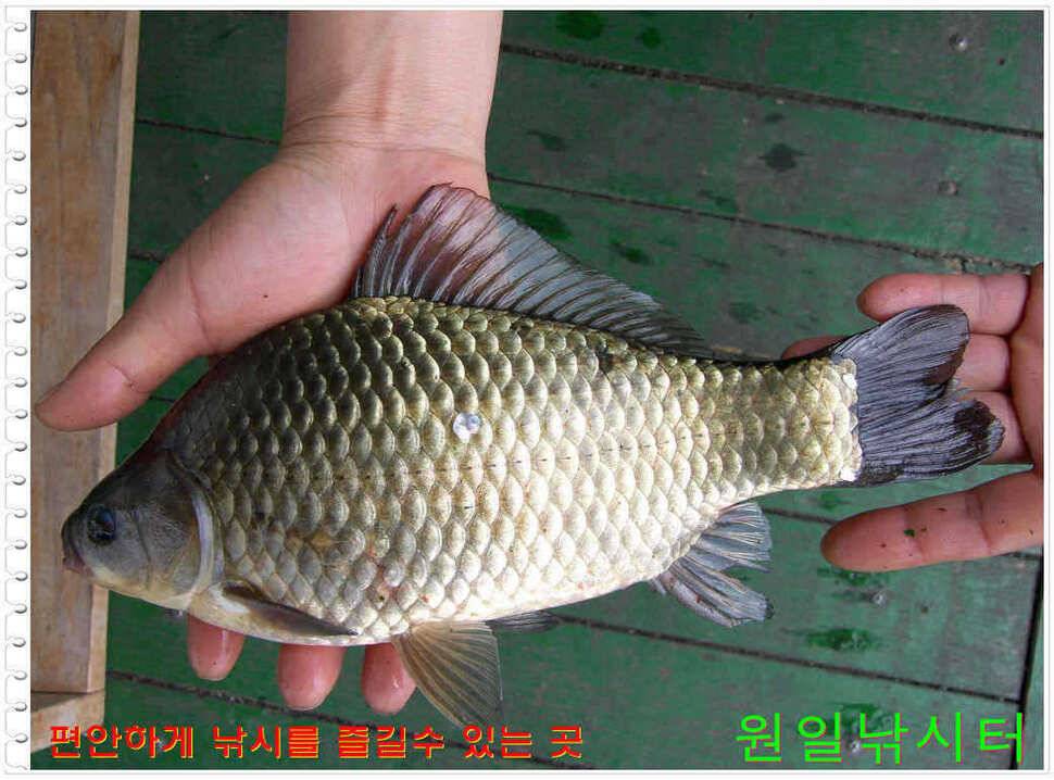 일요일 월요일조황 (유료터정보 - 유료터점주조황)