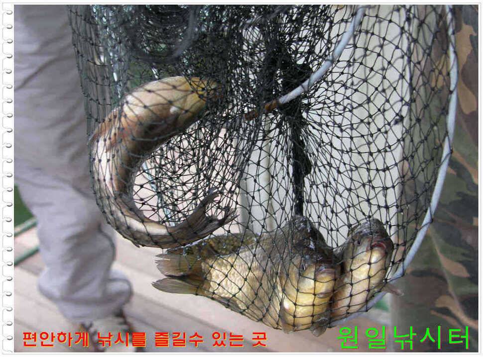 일요일 월요일조황 (유료터정보 - 유료터점주조황)