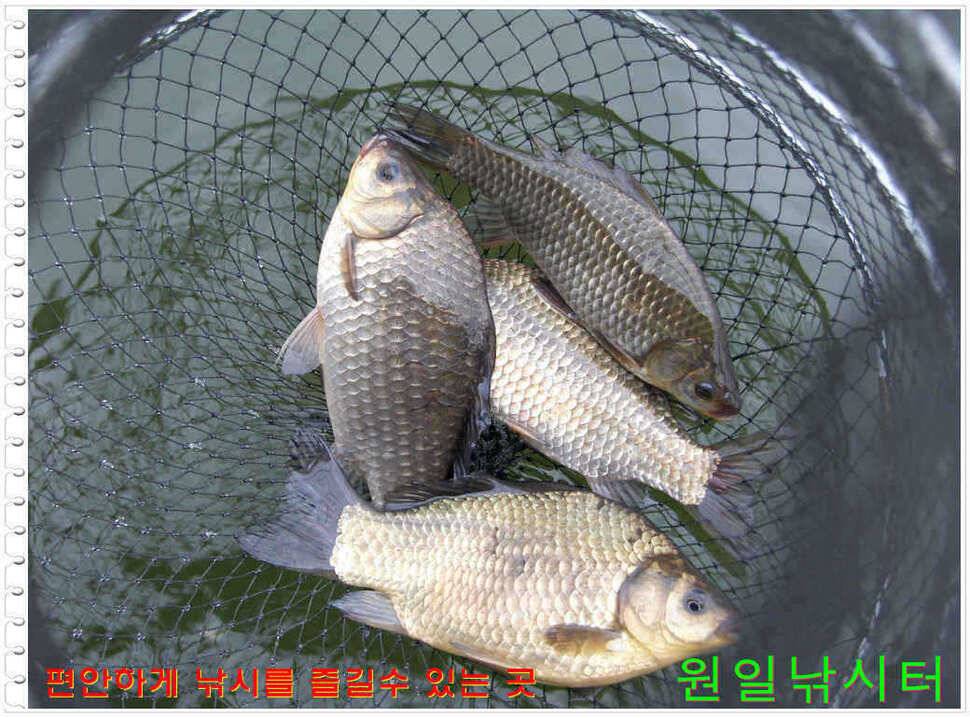 일요일 월요일조황 (유료터정보 - 유료터점주조황)