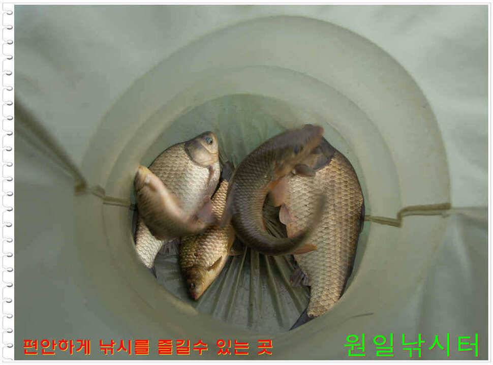 일요일 월요일조황 (유료터정보 - 유료터점주조황)