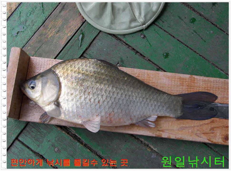 일요일 월요일조황 (유료터정보 - 유료터점주조황)