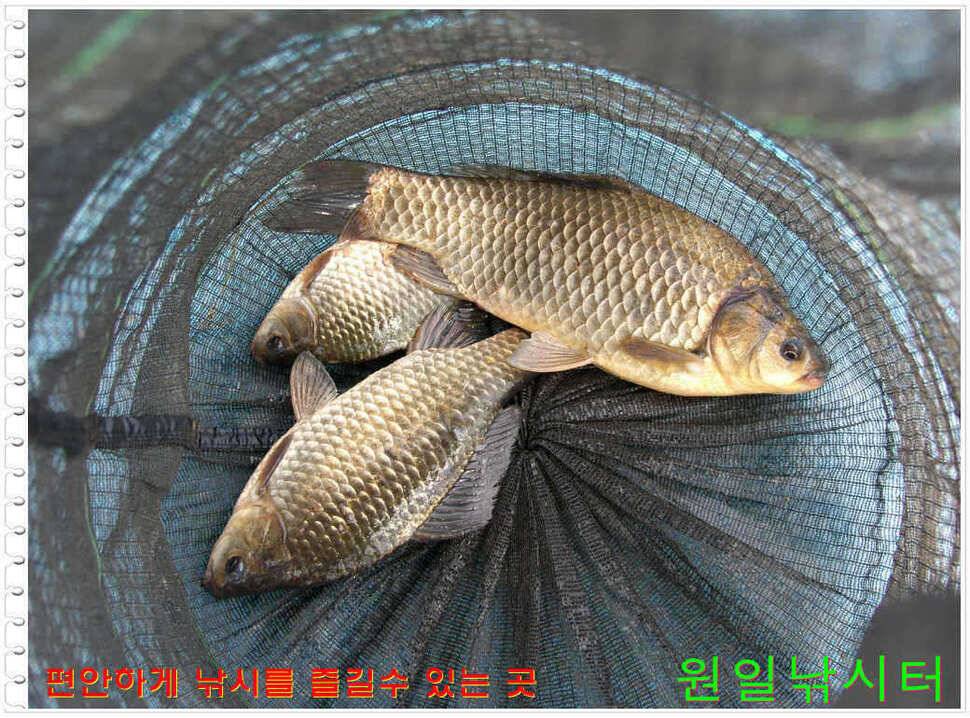일요일 월요일조황 (유료터정보 - 유료터점주조황)