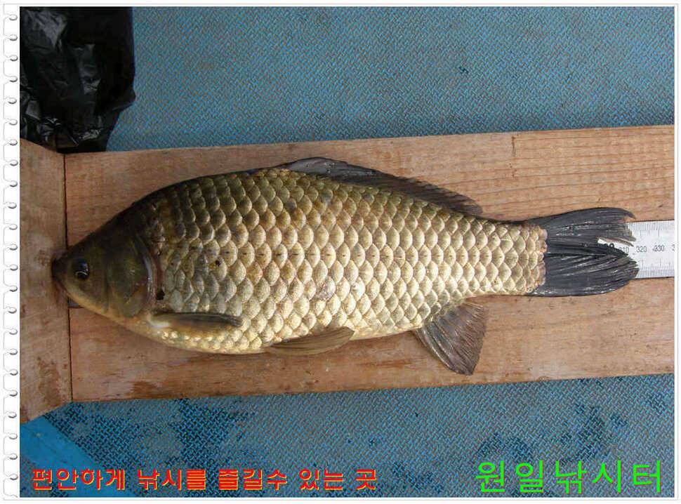 일요일 월요일조황 (유료터정보 - 유료터점주조황)