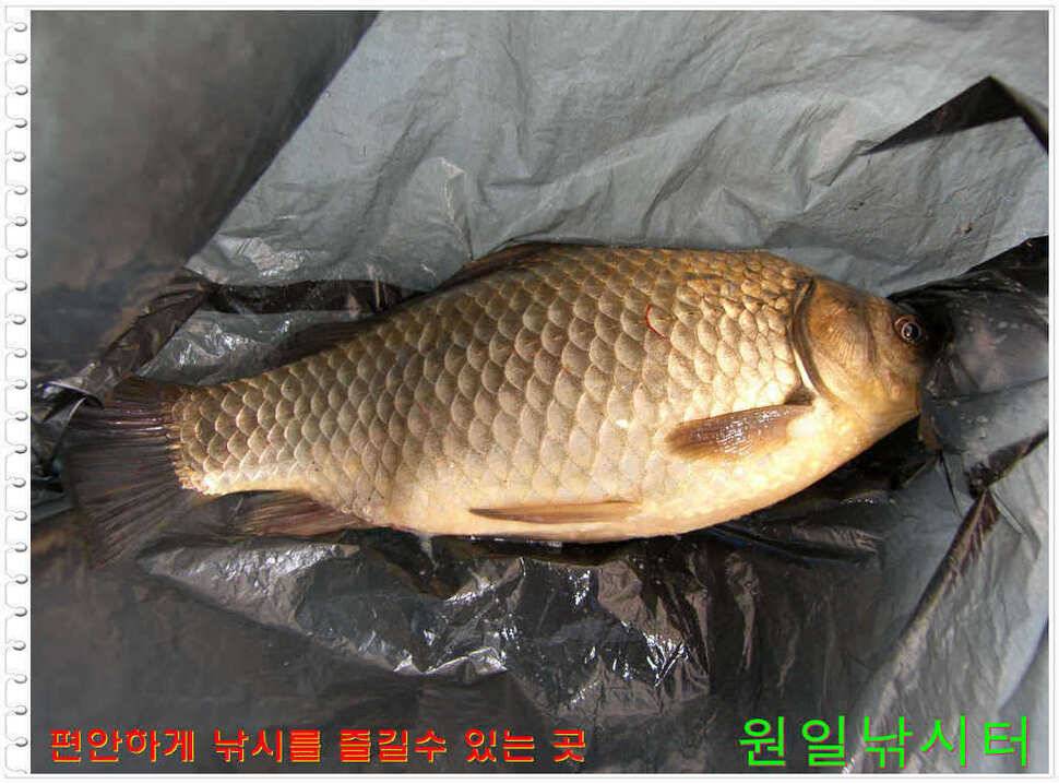 일요일 월요일조황 (유료터정보 - 유료터점주조황)