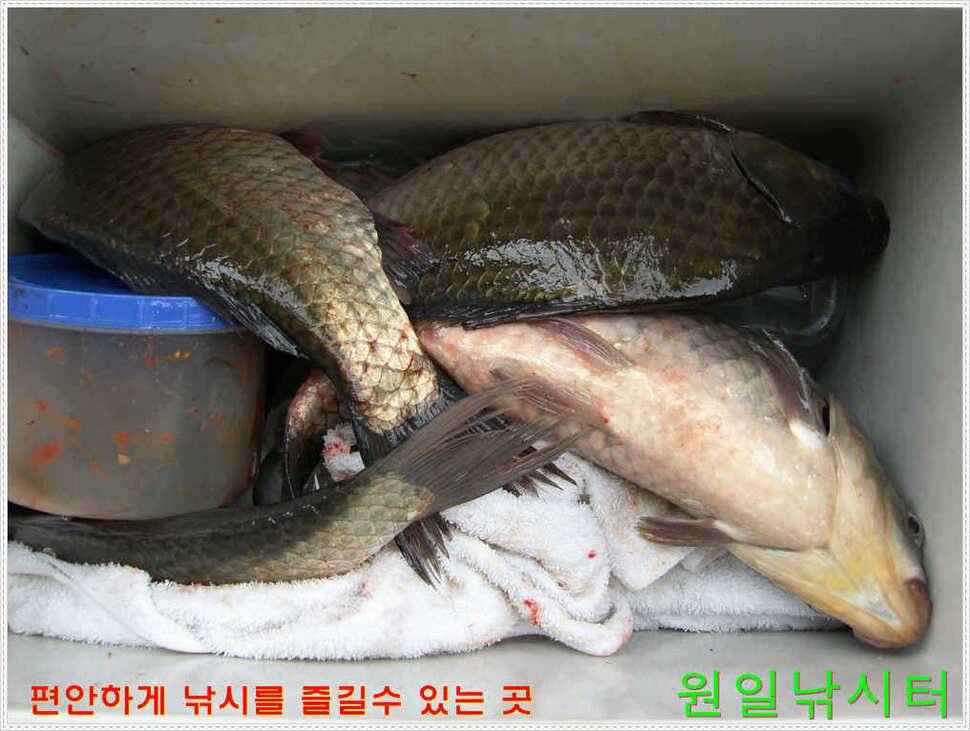 35Cm포함 다수 월척 (유료터정보 - 유료터점주조황)